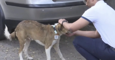 aadhaar cards for stray dogs