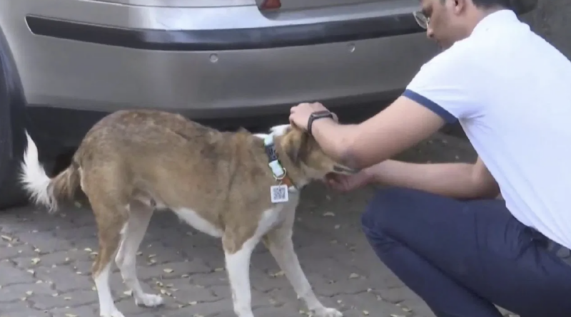 aadhaar cards for stray dogs