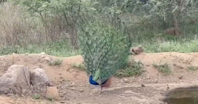 peacock dancing video in medak is going viral