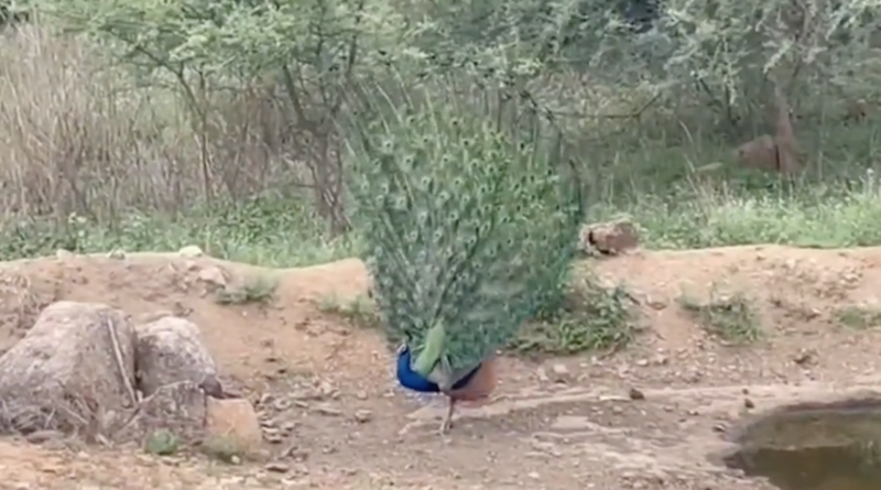 peacock dancing video in medak is going viral