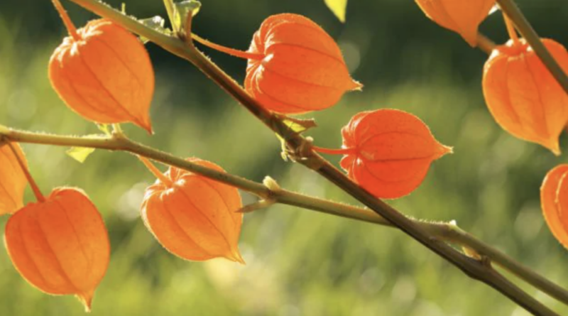 benefits of ashwagandha