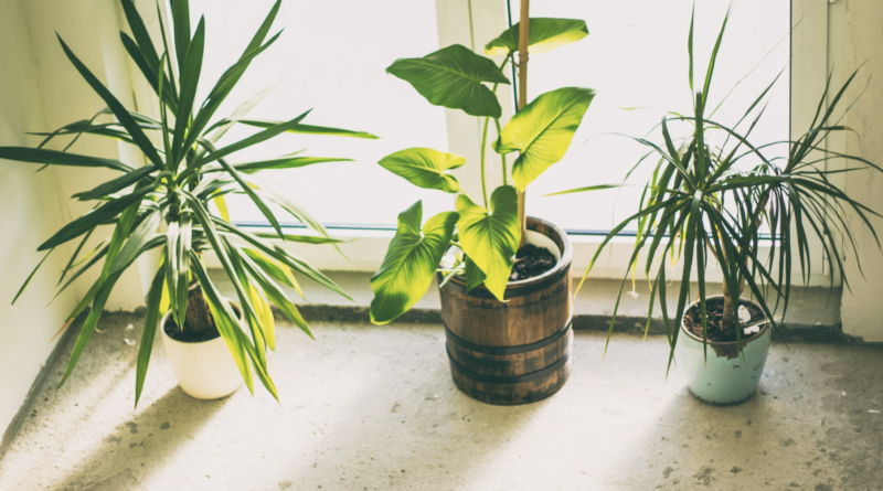 these bedroom plants will help you to sleep better