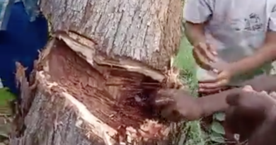 A strange incident happened in prakasam while cutting the trees