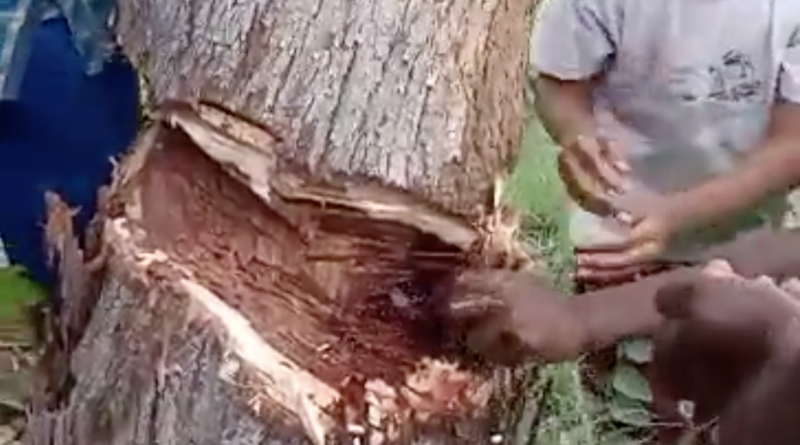 A strange incident happened in prakasam while cutting the trees