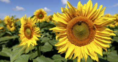 health benefits of sunflower seeds