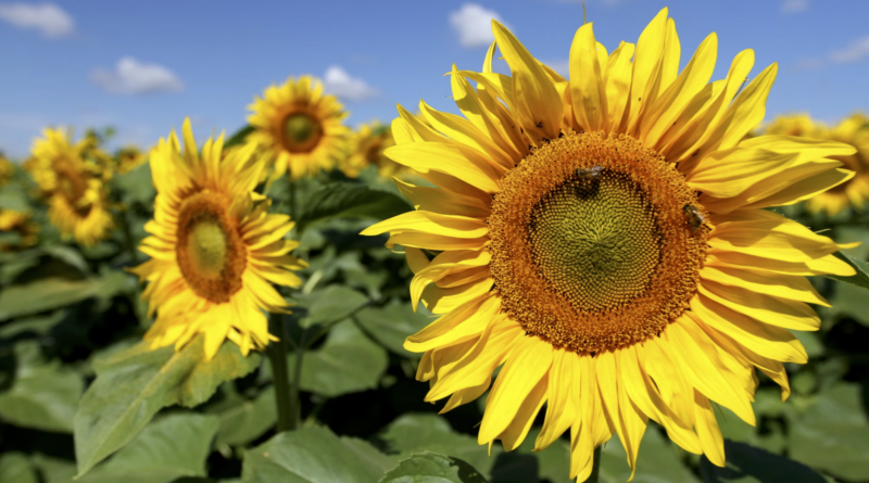 health benefits of sunflower seeds