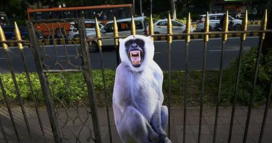 langur cutouts are placed ahead of g20 summit