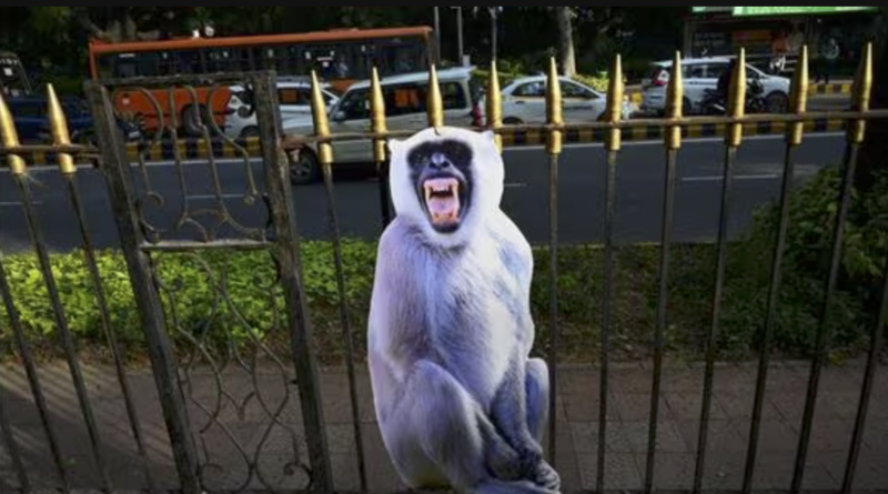 langur cutouts are placed ahead of g20 summit