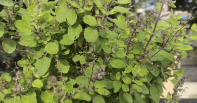 how to revive a dead tulsi plant