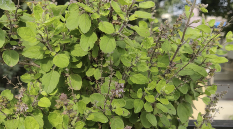 how to revive a dead tulsi plant