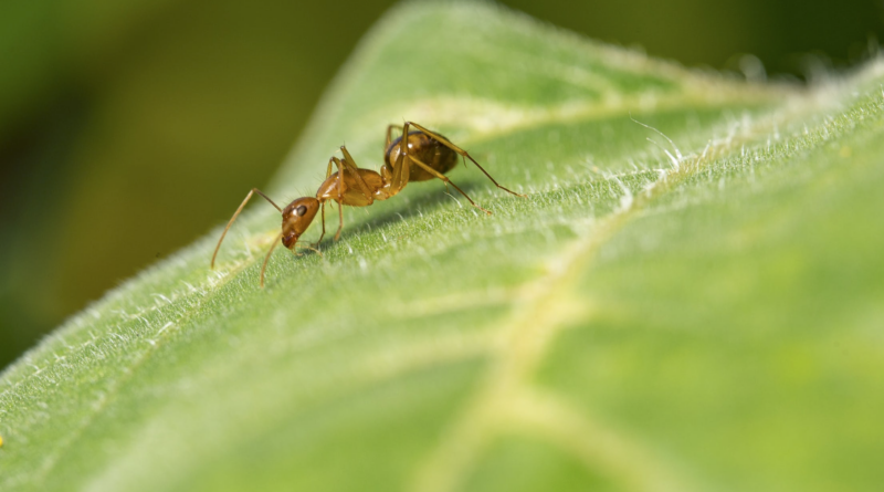 ants in house is lucky or unlucky