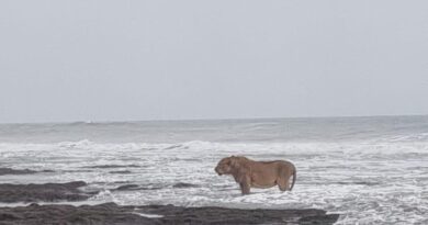 asiatic lion casually enjoy beach waves in gujarat