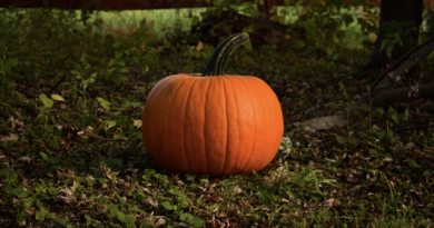 why women is restricted from cutting the pumpkin