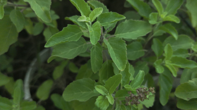 how many tulasi plants one can keep at home