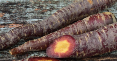 all you ned to know about Black Carrots