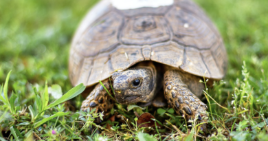 is it good to keep tortoise at home