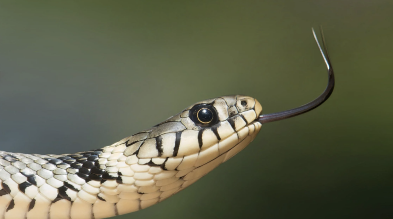 a woman found the world's second-most venomous snake in her daughter's drawer