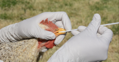 Bird Flu cases on rise in andhra pradesh