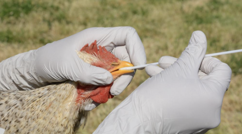 Bird Flu cases on rise in andhra pradesh