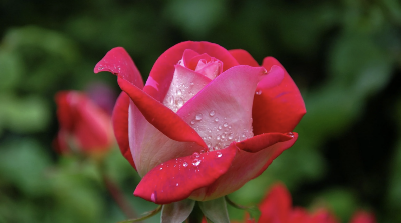 all you need to know about interesting details of roses on this rose day
