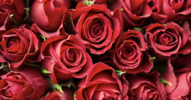 vastu tips to follow before giving roses to someone