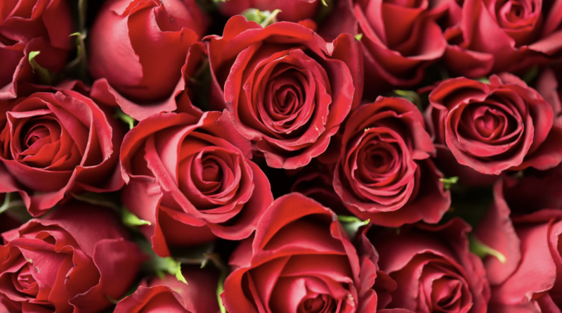 vastu tips to follow before giving roses to someone