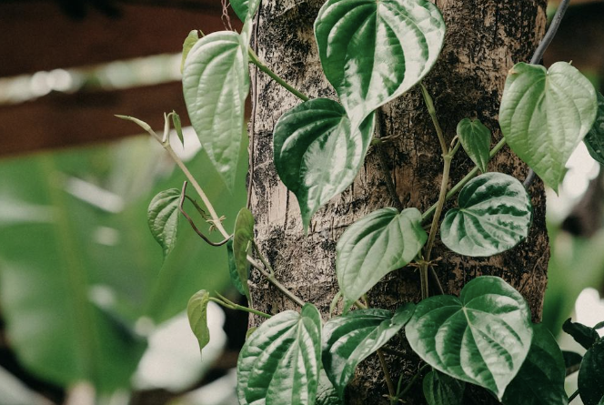 is it good to have a Betel leaf plant at house