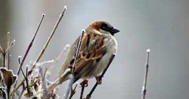 what does it mean if your house is surrounded by sparrow