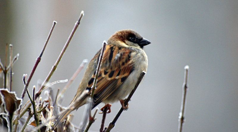 what does it mean if your house is surrounded by sparrow