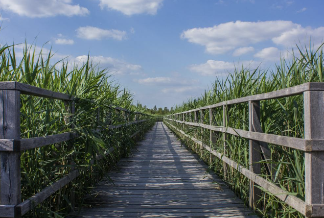 what is the Horror Story surrounded by this bridge in madhya pradesh