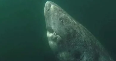 A 392 year old Greenland Shark in the Arctic Ocean