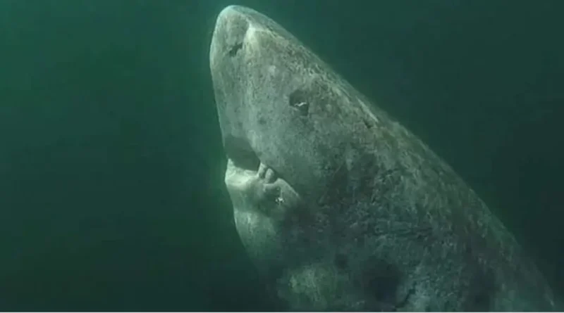 A 392 year old Greenland Shark in the Arctic Ocean