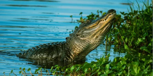 a man wants people to him find his missing crocodile