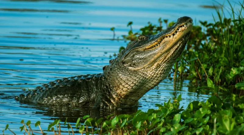 a man wants people to him find his missing crocodile