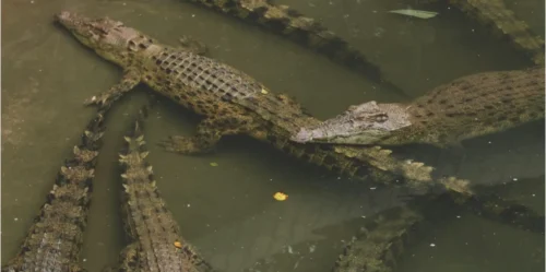 karnataka woman throws son in lake infested with crocodiles