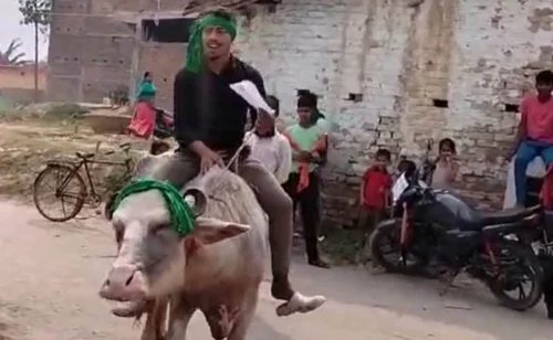 man rode buffalo for voting for the first time