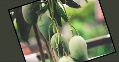 mangoes that grow with the help of milk