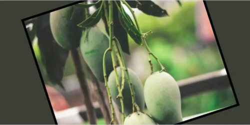 mangoes that grow with the help of milk