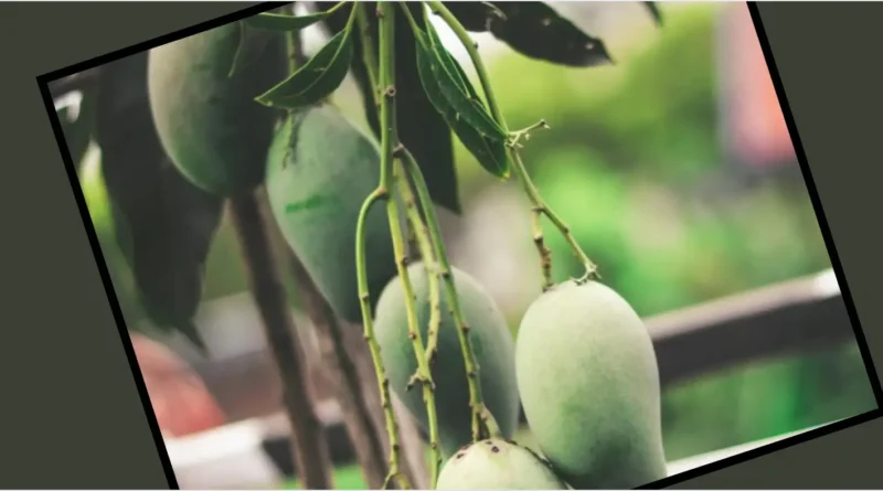 mangoes that grow with the help of milk