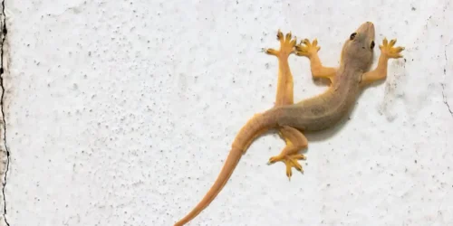 what to do when a lizard falls on your head