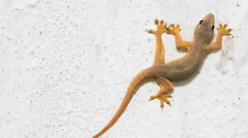 what to do when a lizard falls on your head