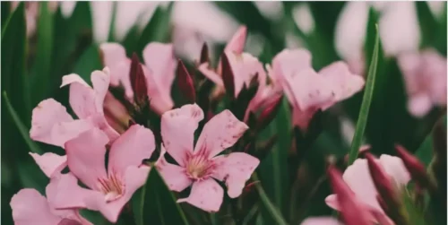 woman dies after eating oleander flower