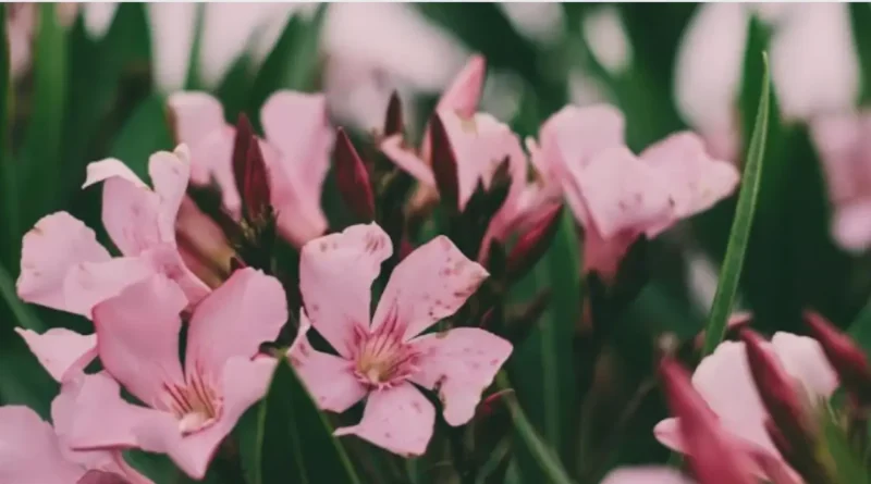 woman dies after eating oleander flower