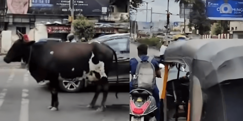 cow waits in traffic signal along with people