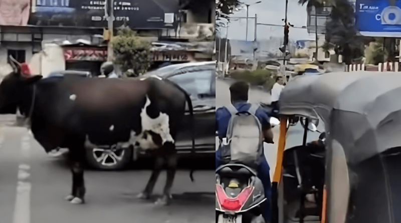 cow waits in traffic signal along with people