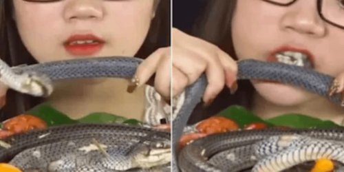 korean woman eats live snake