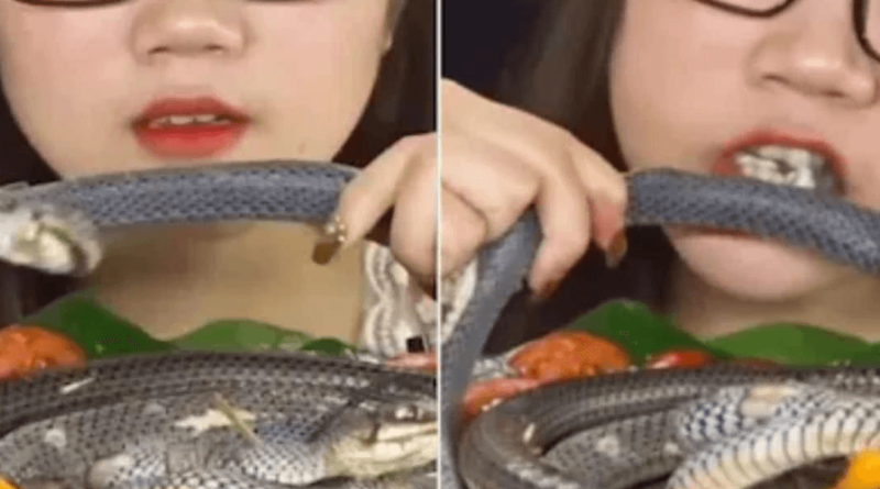 korean woman eats live snake