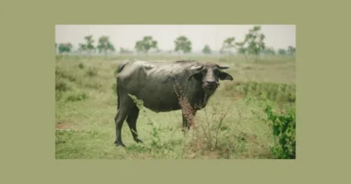 a buffalo closes the case which police could not