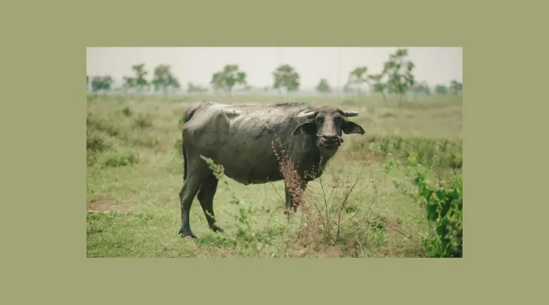 a buffalo closes the case which police could not