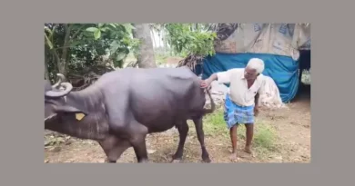 a buffalo was raped in west godavari